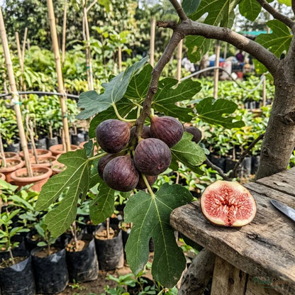 Fig (Anjeer) - Big Leaf Excel Variety