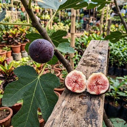 Fig (Anjeer) - Big Leaf Excel Variety