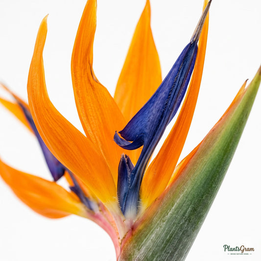 Close-up of a blooming Bird of Paradise flower