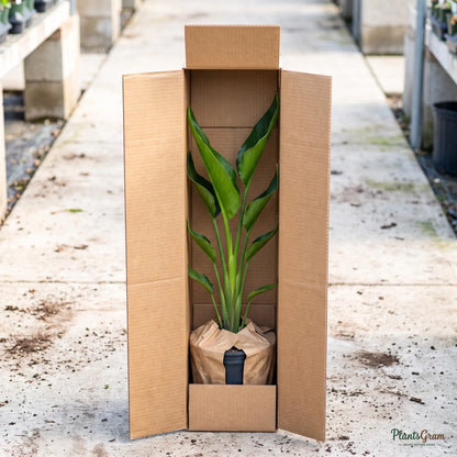 Bird of Paradise (Orange & Blue) - Strelitzia reginae