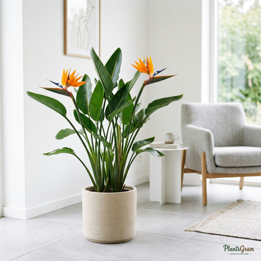 Bird of Paradise plant with orange and blue blooms in a planter