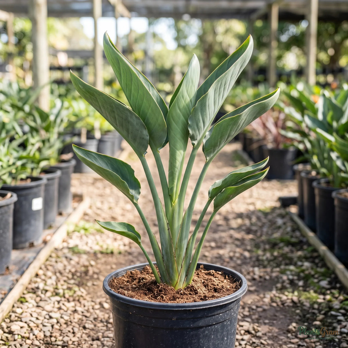 Bird of Paradise (Orange & Blue) - Strelitzia reginae