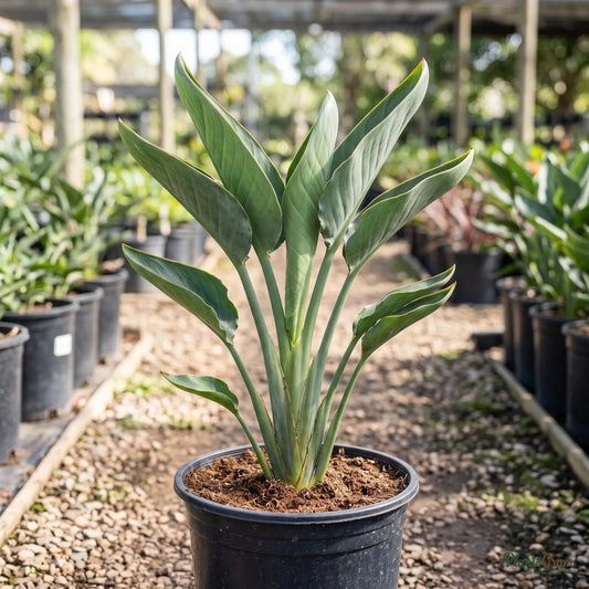 Bird of Paradise (Orange & Blue) - Strelitzia reginae
