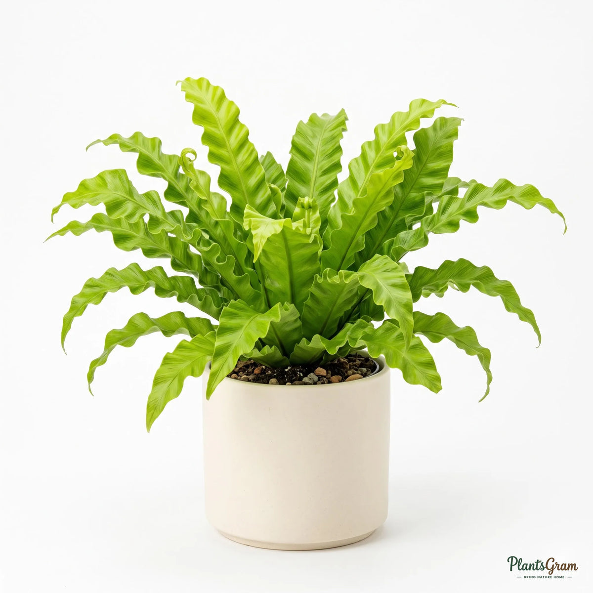 Bird's Nest Fern rosette of fronds in a planter