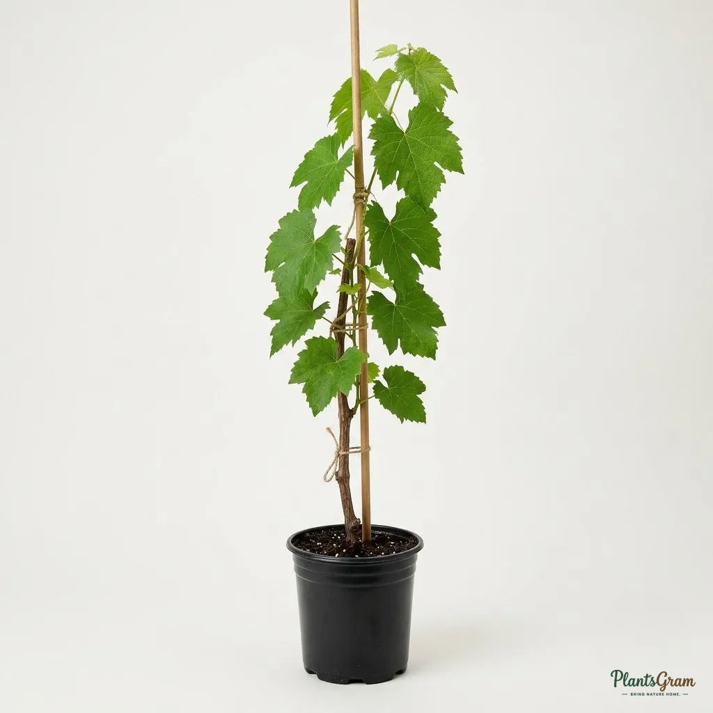Black Grapes (Hybrid Vine)