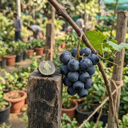 Black Grapes (Hybrid Vine)