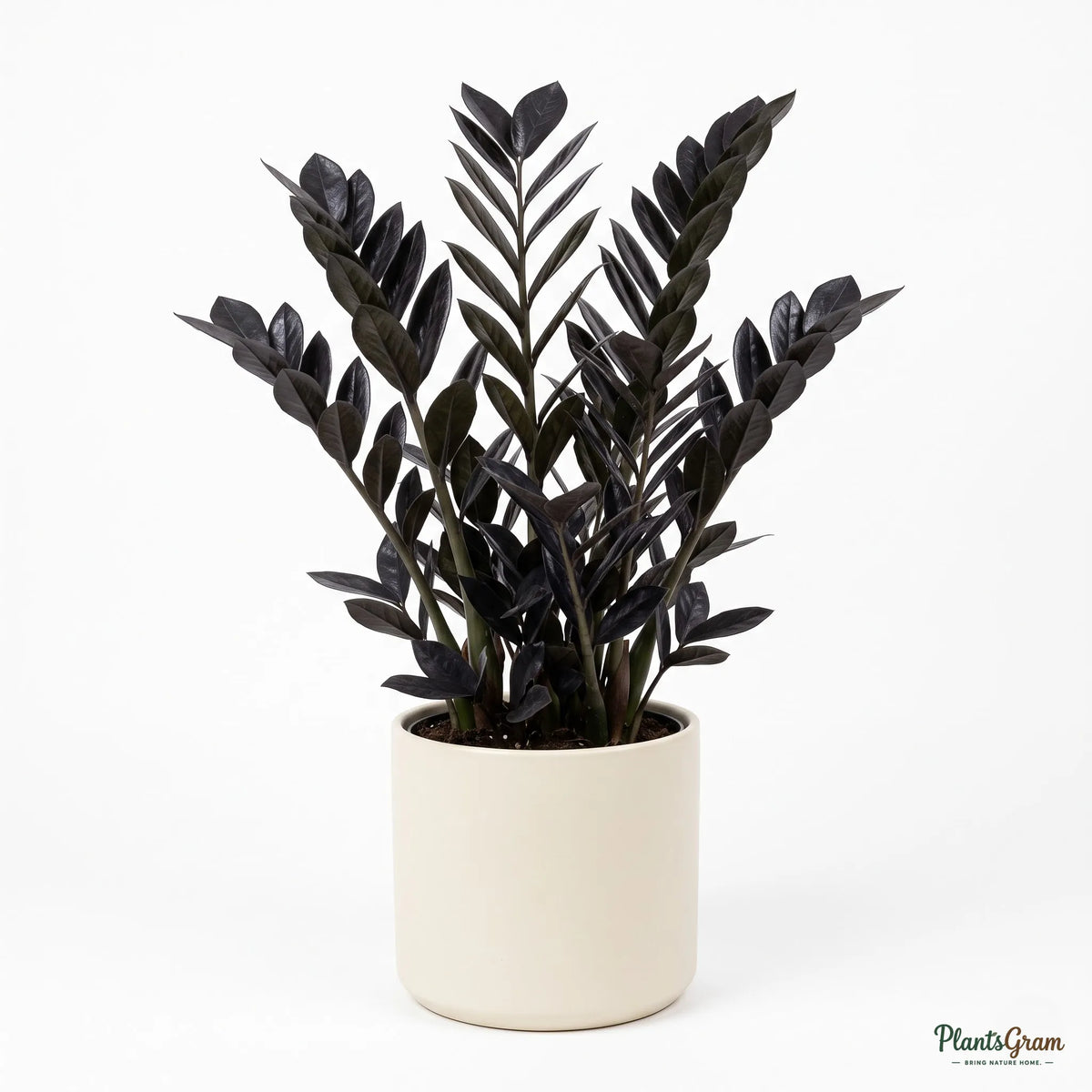 Black ZZ Plant 'Raven' (Zamioculcas zamiifolia)