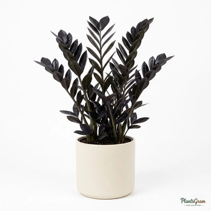 Black ZZ Plant 'Raven' (Zamioculcas zamiifolia)