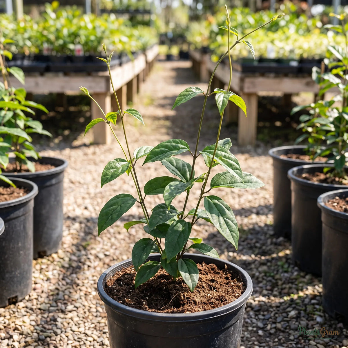 Bleeding Heart Vine White nursery sapling in a black grow pot