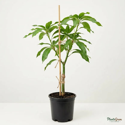 Blue Mango (Grafted) - Fruit Plant and Tree