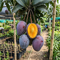 Blue Mango (Grafted) - Fruit Plant and Tree