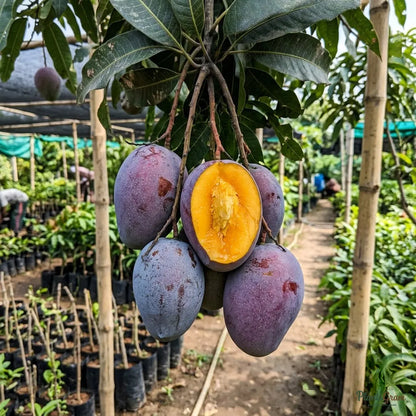 Blue Mango (Grafted) - Fruit Plant and Tree