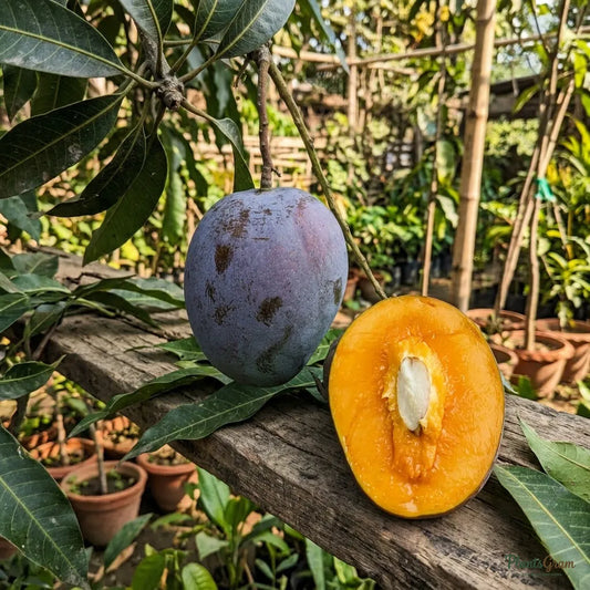 Blue Mango (Grafted) - Fruit Plant and Tree