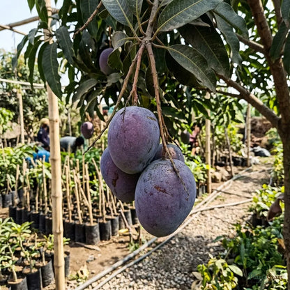 Blue Mango (Grafted) - Fruit Plant and Tree
