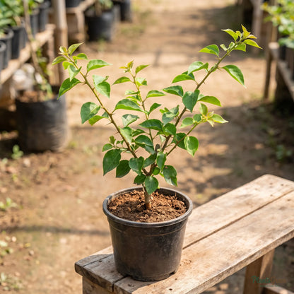 Bougainvillea sapling in a nursery pot