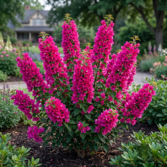 Bougainvillea Torch Glow - Bougainvillea spectabilis