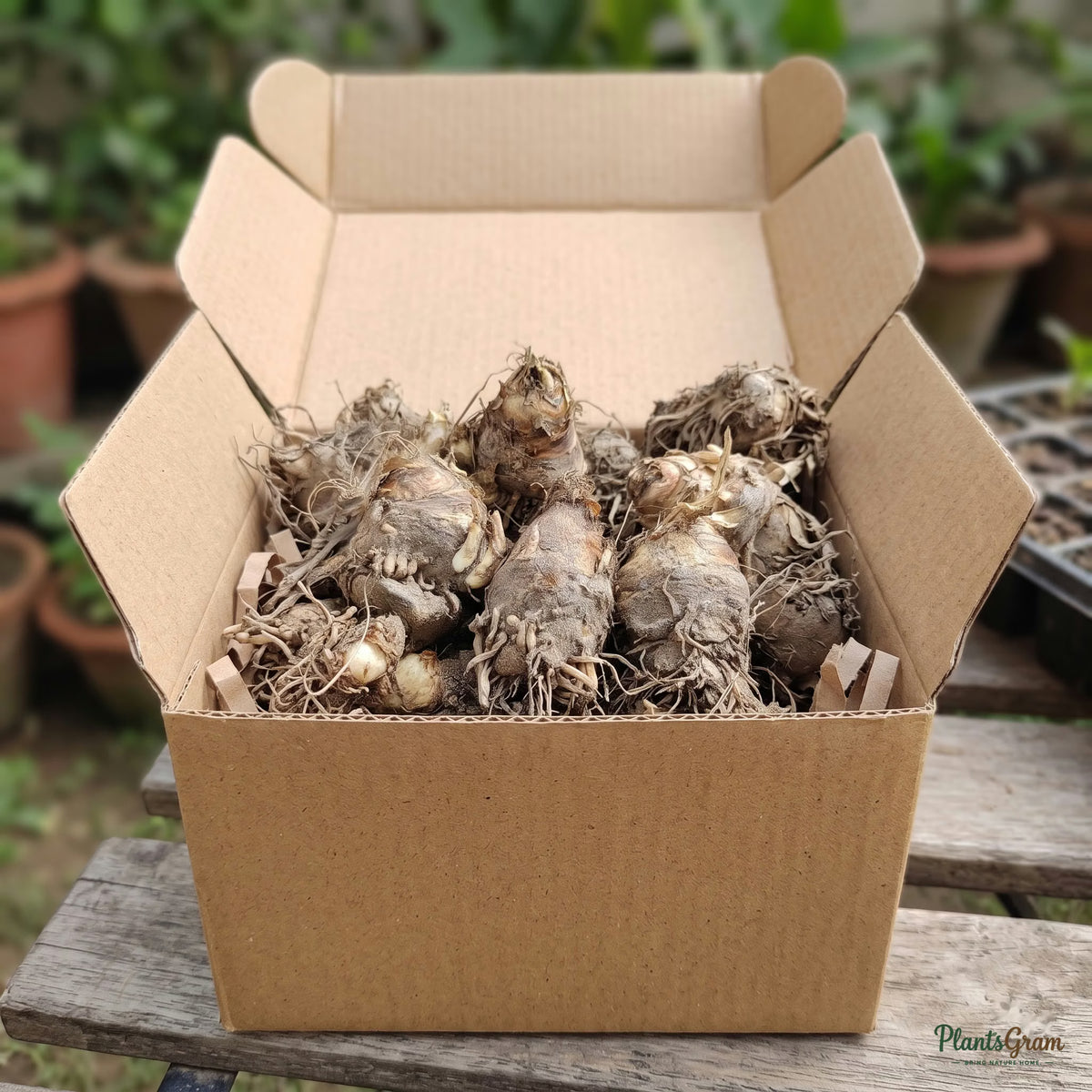 Rajnigandha Tuberose Flower Bulbs (Premium) - dormant bulbs packed for shipping