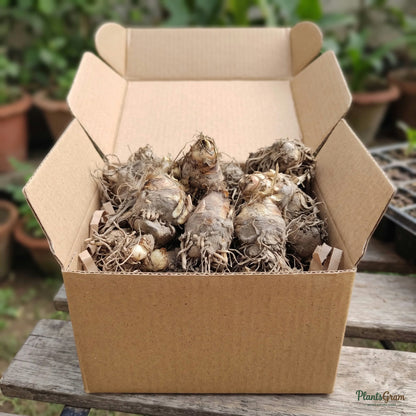 Rajnigandha Tuberose Flower Bulbs (Premium) - dormant bulbs packed for shipping
