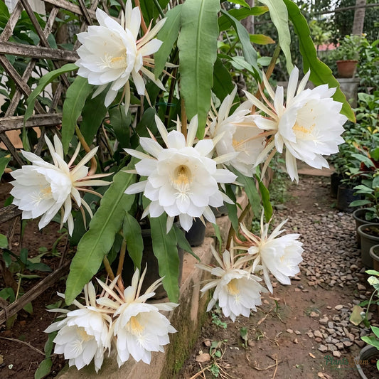 Brahma Kamal (Epiphyllum oxypetalum) flower blooming at night
