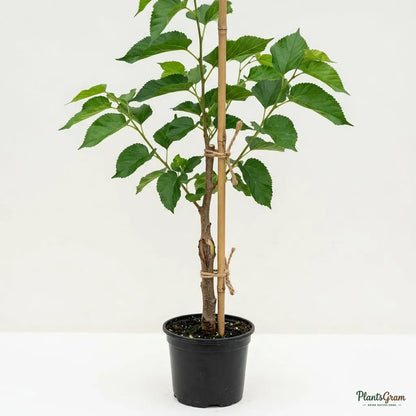 Brazilian Mulberry