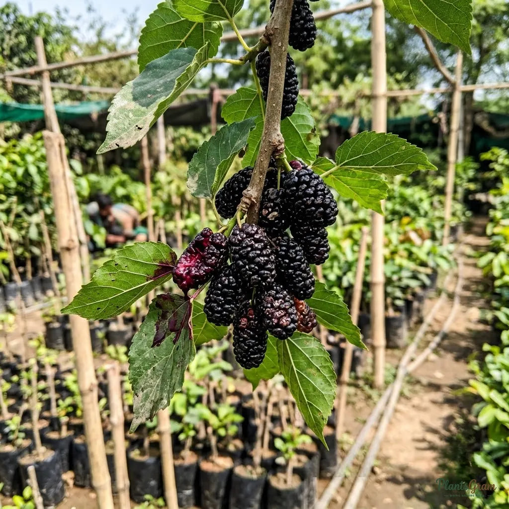 Brazilian Mulberry