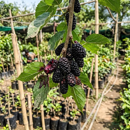 Brazilian Mulberry