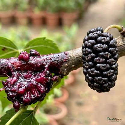 Brazilian Mulberry