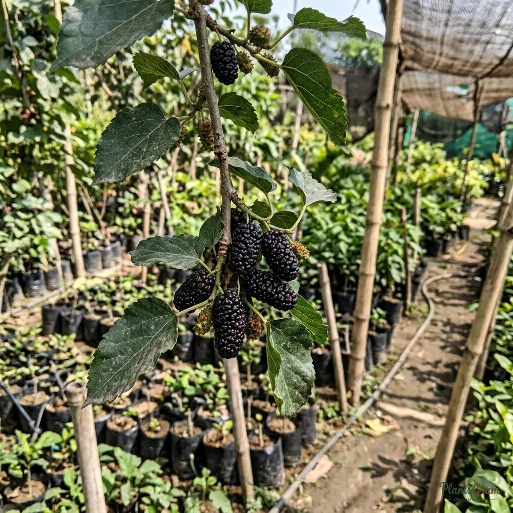 Brazilian Mulberry