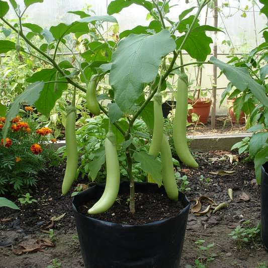 Brinjal Green Long Seeds – F1 Hybrid