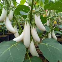 White Long Brinjal plant loaded with long white fruits growing in a nursery
