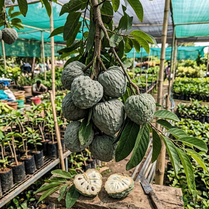 Bullock's Heart (Ramphal) Fruit Plant