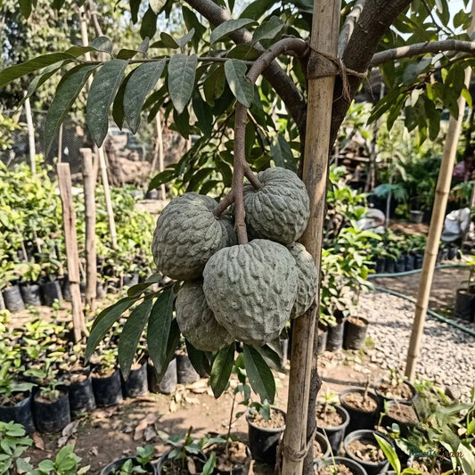 Bullock's Heart (Ramphal) Fruit Plant