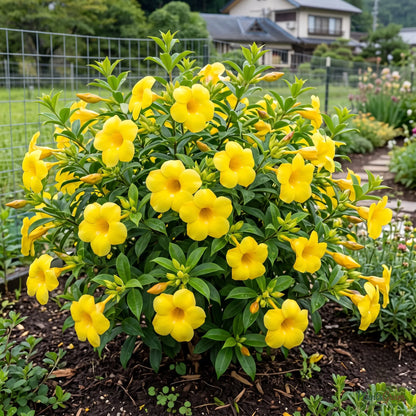 Bush Allamanda - Allamanda schottii