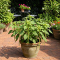 Buy Amaranth Seeds Online – High Protein, Easy to Grow Leafy Vegetable | SeedsKart