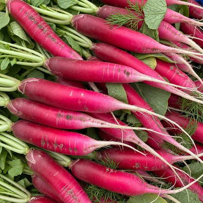 Radish Full Red Seeds