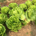 Buy Lettuce Iceberg Seeds Online – Premium Quality, Easy to Grow | SeedsKart