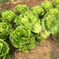 Lettuce Iceberg Seeds