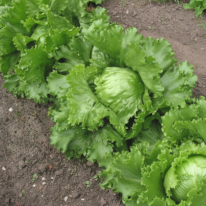 Lettuce Iceberg Seeds
