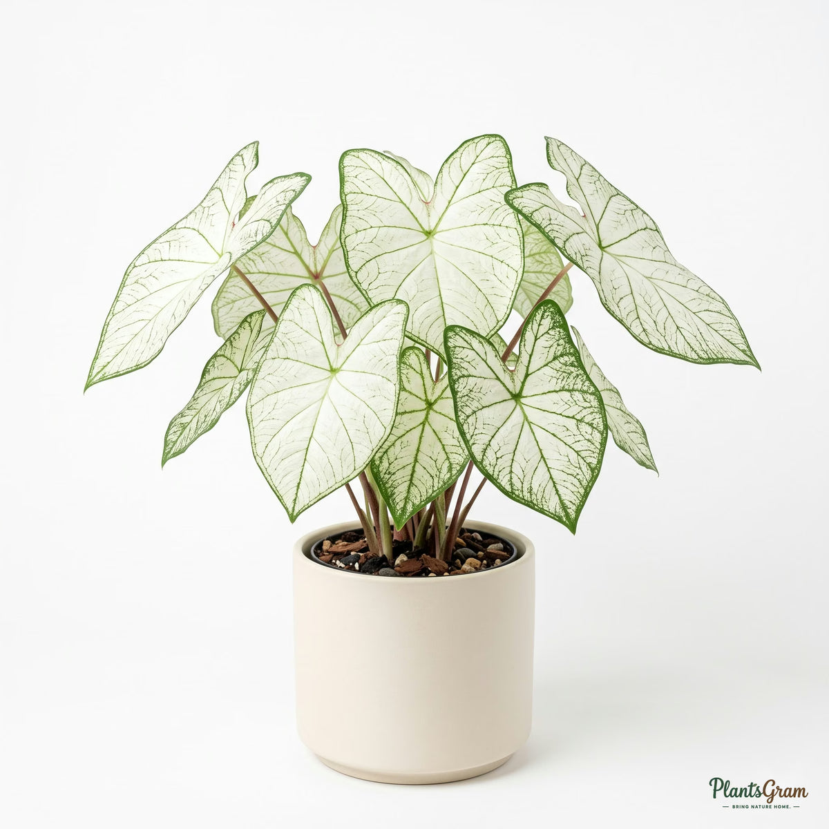 Caladium White plant with white and green leaves in a planter