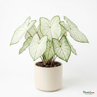 Caladium White plant with white and green leaves in a planter