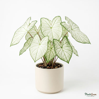Caladium White plant with white and green leaves in a planter
