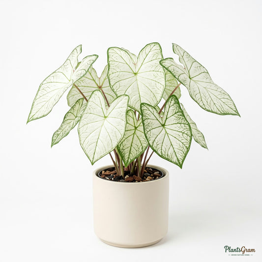 Caladium White plant with white and green leaves in a planter