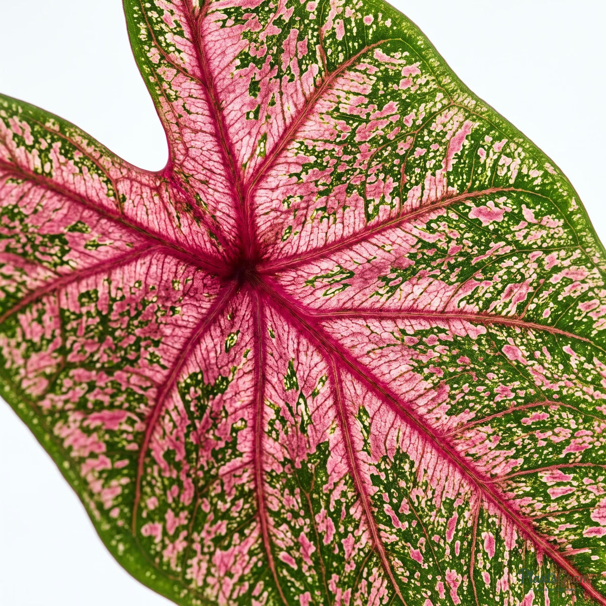 Macro close-up of a Caladium Bicolor leaf showing pink centre and green veined edge