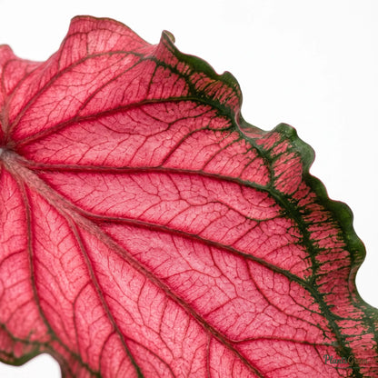 Caladium Red Ruffle (Caladium bicolor 'Red Ruffles')