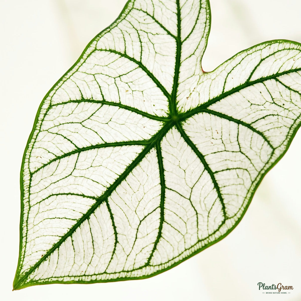 Macro close-up of Caladium White leaf veins