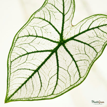 Macro close-up of Caladium White leaf veins