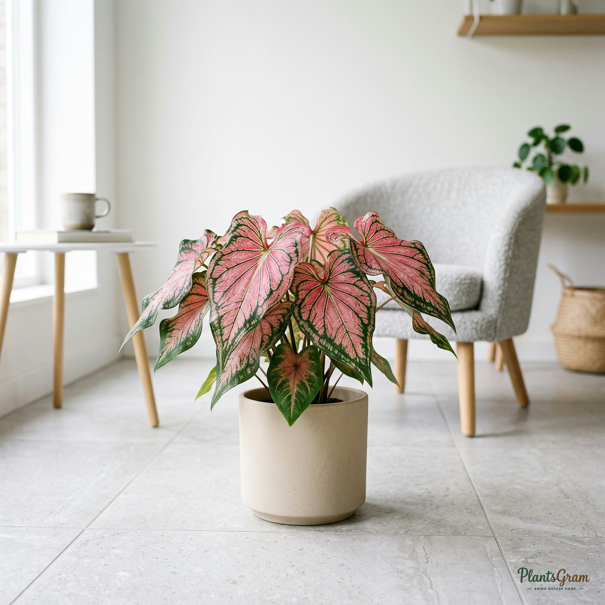 Caladium Bicolor plant with pink and green heart-shaped leaves in a beige planter