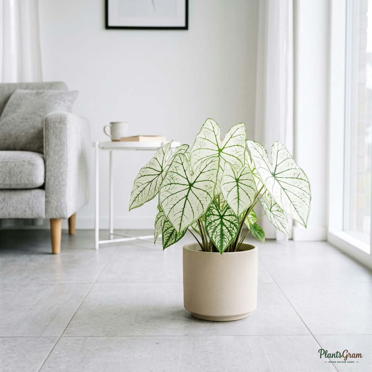Caladium White plant in a beige planter