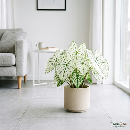 Caladium White plant in a beige planter