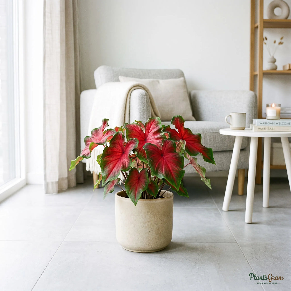 Caladium Red Ruffle (Caladium bicolor 'Red Ruffles')